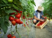 Ідеї для зберігання зелених помідорів