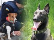 Слідом за Патроном прославилася собака-розвідниця Жасмін