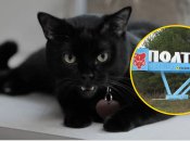 Кот в Полтаве