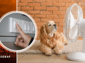 Колаж Телеграфу