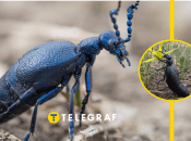 Майка обычная – очень ядовитое насекомое