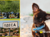 В Одесі знайшли кладовище тварин посеред місця відпочинку