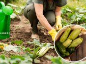 Как нельзя поливать кабачки на огороде