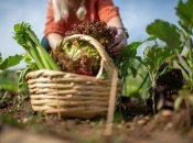 Збирання врожаю після поливу спиртом