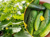 Вчасне підживлення забезпечить рясне плодоношення огірків