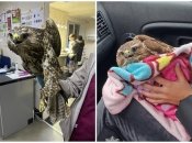 Птах був врятований