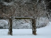 Глициния в декабре