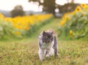 Персидський кіт