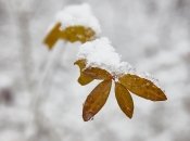 До середини листопада снігу чекати не варто
