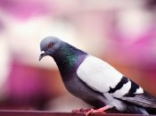 Голуби приносят много неудобств