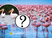 Пеликаны и фламинго