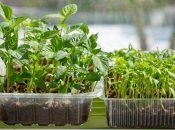 Простой и бюджетный способ вырастить шикарный урожай