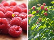 У травні кущі малини потрібно удобрити, щоб потім зібрати щедрий урожай