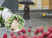 Квіти, кіт та дощ