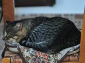 Фото: pixabay.com