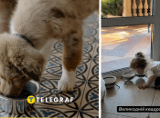 Дитина напилася з собачої миски