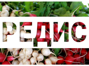 Редис в детском питании: 3 рецепта салатов для детей