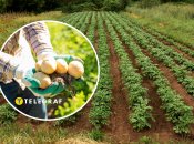 Узнайте идеальное время для посадки картофеля