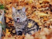 Каким знакам Зодиака повезет в первом осеннем месяце 2022 года