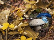 Гиропор синеющий – редкий вид, растущий в Украине