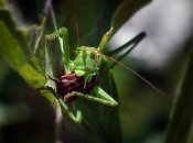 Саранча нападает на боевиков "ЛДНР"