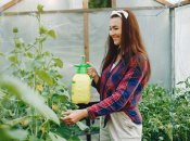 Початок осені – час догляду за деревами у саду