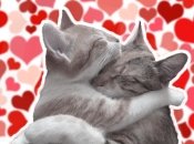 Любовний гороскоп на лютий 2023 року для Овна, Тельця та Близнюків