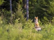 Как в Украине появились фамилии с названиями животных