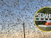 Нашествие мошкары