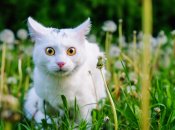 Не можна 18 червня розповідати тривожні нічні сновидіння