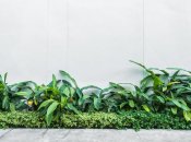 Некоторые растения процветают в тени