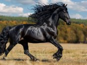 Фризская лошадь очень эффектно смотрится