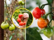 Есть способ заставить помидоры красней быстрее