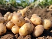 Картопля матиме солонуватий присмак