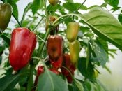 Рецепт эффективного удобрения для перца