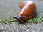 Слизни причиняют вред на участке