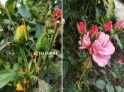 В августе розы нуждаются в удобрении, чтобы продолжать цвести