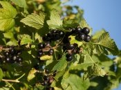 Здорова ягода вимагає зусиль