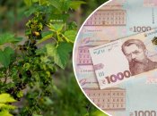 Продажа смородины