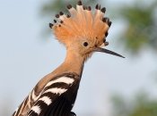 Удод примечателен яркой внешностью