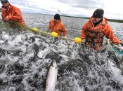 Рыбный промысел