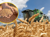 Яка ситуація зі збором врожаю у 2025 році