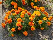 Бархатцы - неприхотливое растение