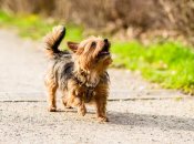 Над вихованцем знущався господар