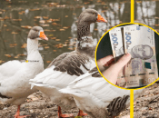 Померанские гуси