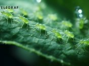 Тля — это один из самых опасных вредителей