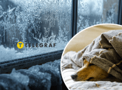 Замерзшее окно, собака