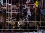 В будущем домашних любимцев в Украине может стать меньше