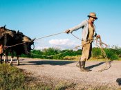 Чоловік тягне волів