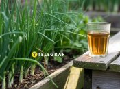 Чай допоможе у збільшенні врожаю цибулі